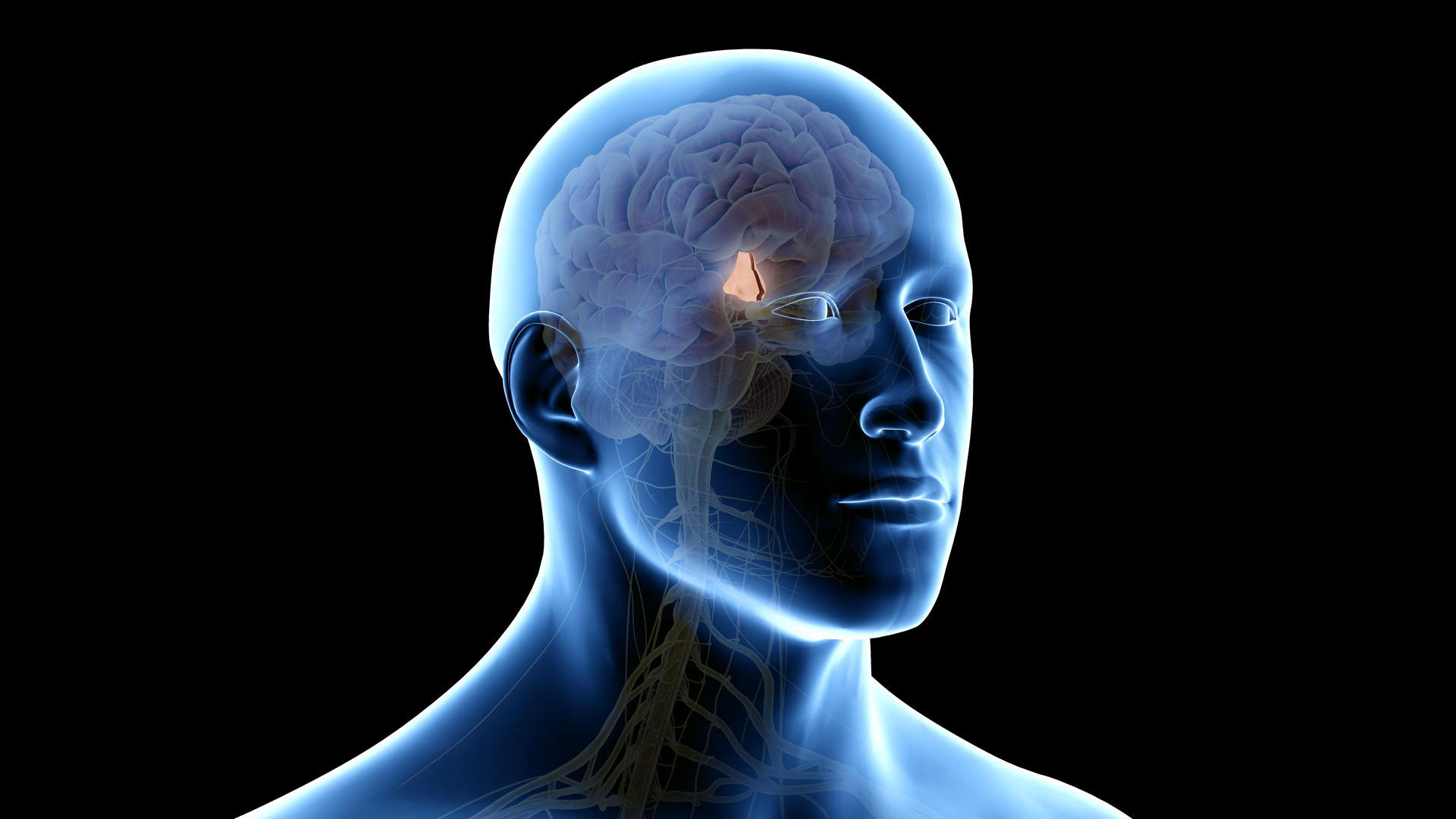 A Healthy Hypothalamus is Linked to Longevity