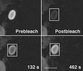 FRAP and recovery of GFPSec61 g fluorescence into Organized Smooth ER whorl.