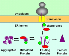 secretory_protein