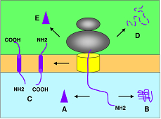 secretory_protein