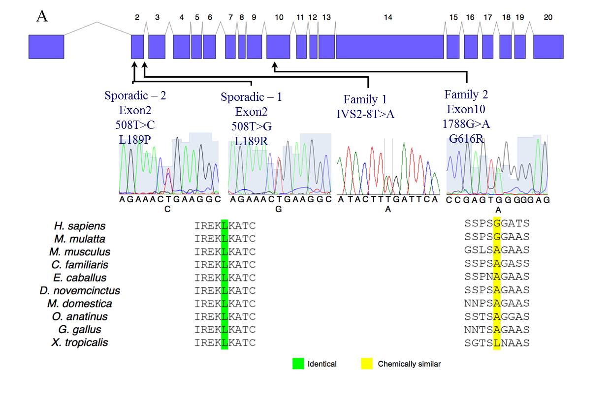 Sequencing Chromogram NEW