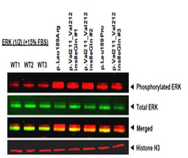 Western Blot NEW