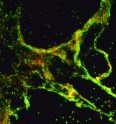 microscope image