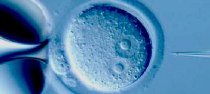 embryo-mid_img