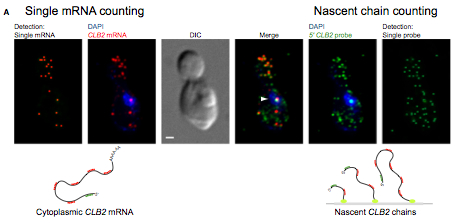 Measuring mRNA Decay Rates Using Single-Cell, Single-Molecule FISH.