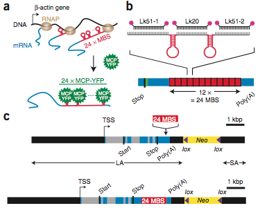 Schematic of the Actb-MS2 system for live-cell imaging.