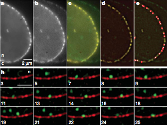 Super-registration precision and detection of nuclear mRNA.