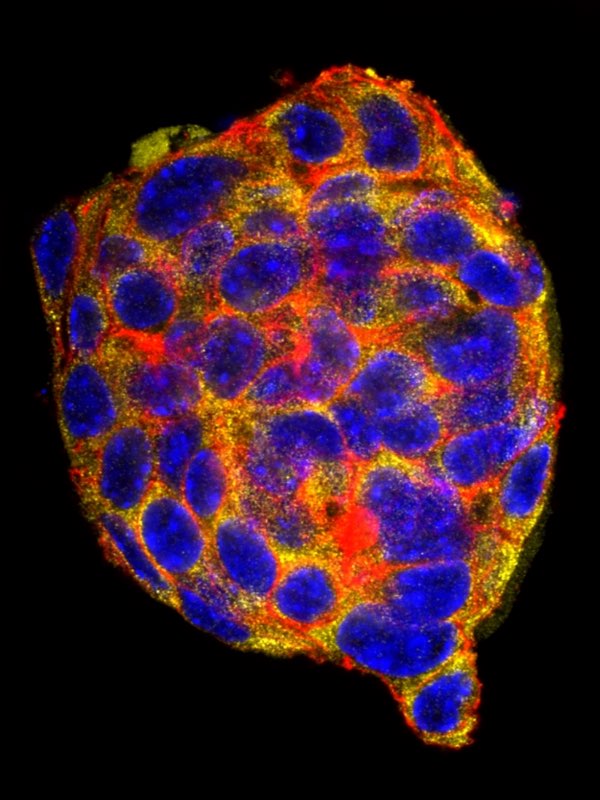 Research Image