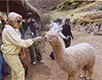 Lilly feeding a llama in Cusco, Peru