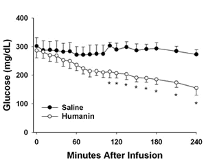 The graph above shows the effectiveness of a single infusion of humanin in lowering blood-glucose levels in diabetic rats. Four hours after humanin infusion, blood glucose levels were reduced to near-normal levels. By contrast, a saline infusion had no effect on blood-glucose levels