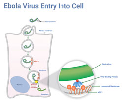Ebola Virus Entry Into Cell