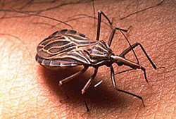 The kissing bug delivers the parasite that causes Chagas disease