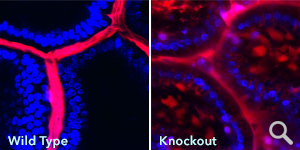 Snapshot images show intestines of wild-type and knockout mice injected with dextran (red) and imaged using intravital two-photon microscopy from the intestine lumen. DAPI (blue) illustrates stained cells within the intestinal epithelium. Dye tracking (red) between DAPI (blue) labelled cells indicates a leaky intestinal epithelium.