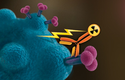 After an antibody latches onto a protein on the surface of a T cell infected with HIV, the radioactive isotope attached to the antibody emits radiation that destroys the infected cell.
