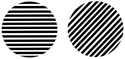An example of perceptual bias:  If you look at oblique lines and horizontal lines, the horizontal lines will look more intense even if they are actually exactly the same lines rotated