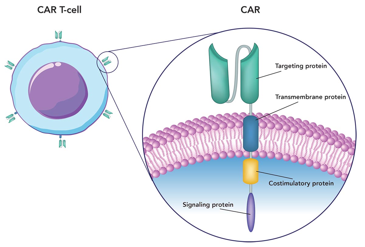 Assembling a CAR-T cell