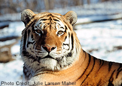 The study researched what was killing Amur , or Siberian, tigers like the one pictured