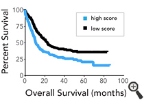 Predicting survival: AML patients scoring low on a 'chemical signature' test devised by Einstein researchers lived significantly longer than high-scoring patients.