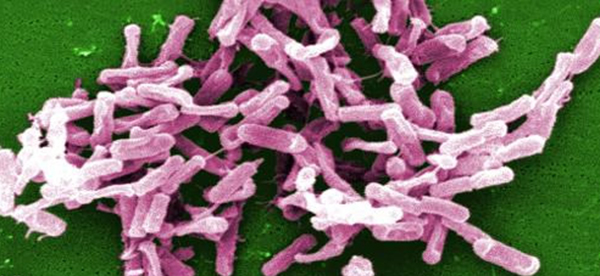 Low Dose Antibiotic Treatment of C.Difficile As Effective As High Dose in Hospital Setting