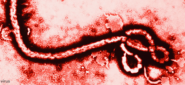 Drug Shows Promise Against Sudan Strain of Ebola in Mice