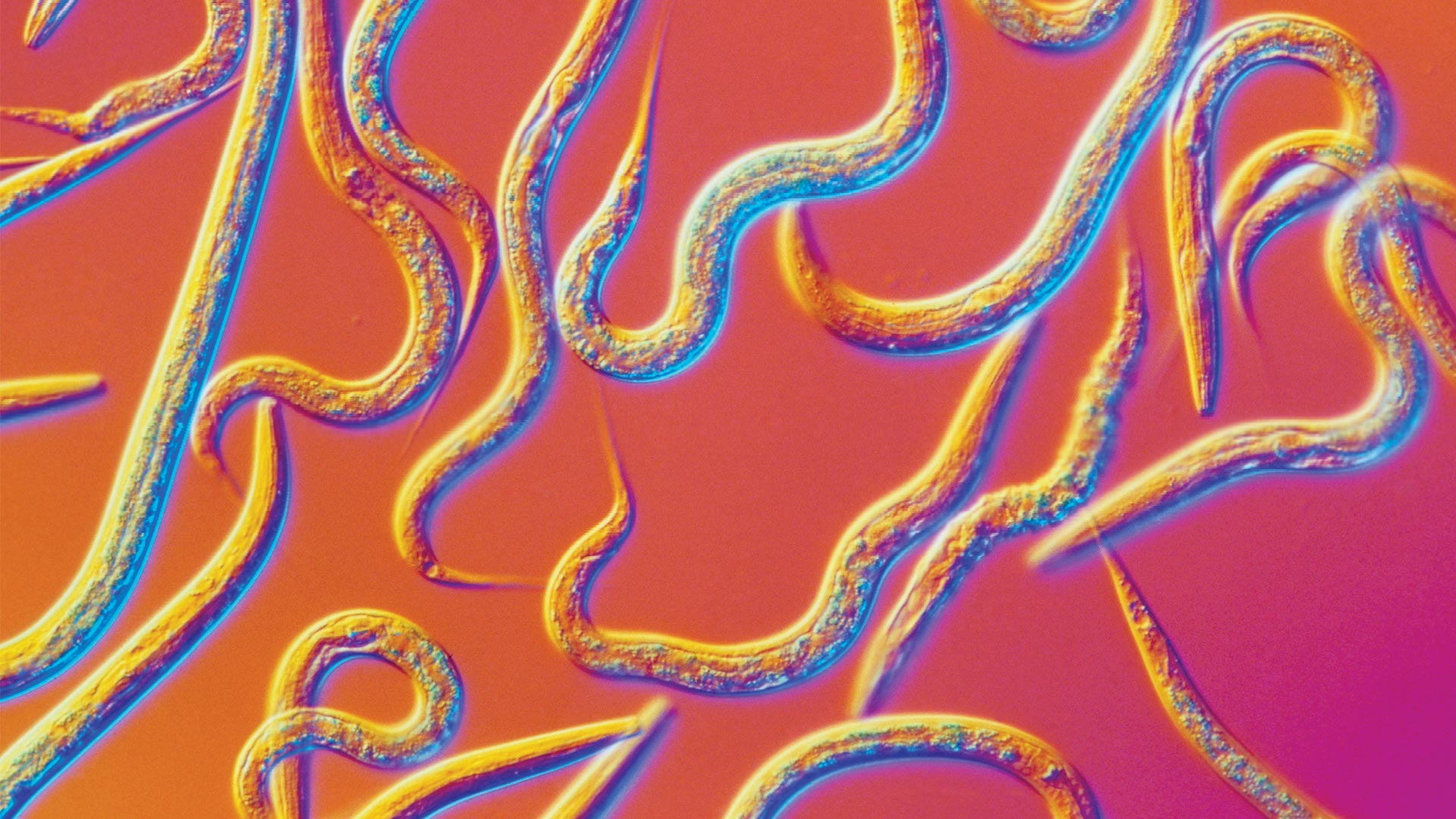 Connecting the Dots of a Tiny Roundworm