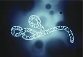 Investigating Ebola Infection