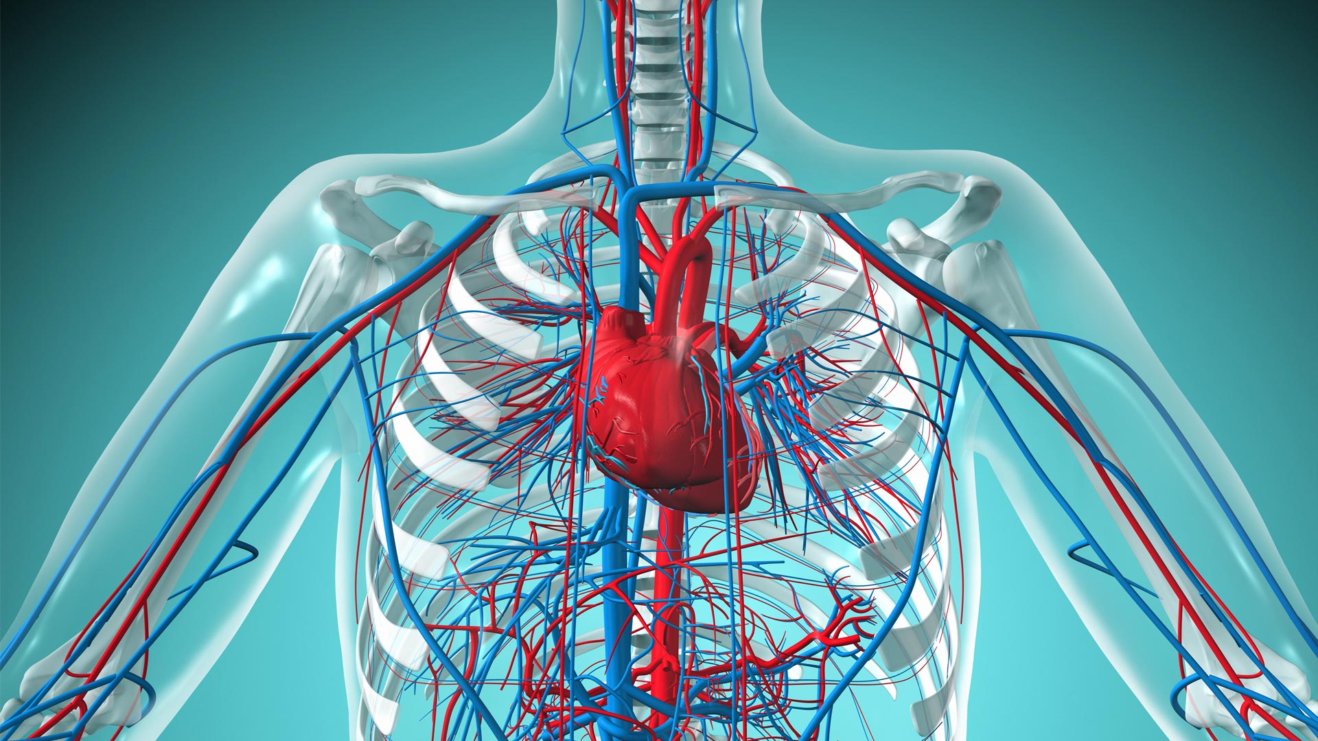 Understanding Heart Malformations