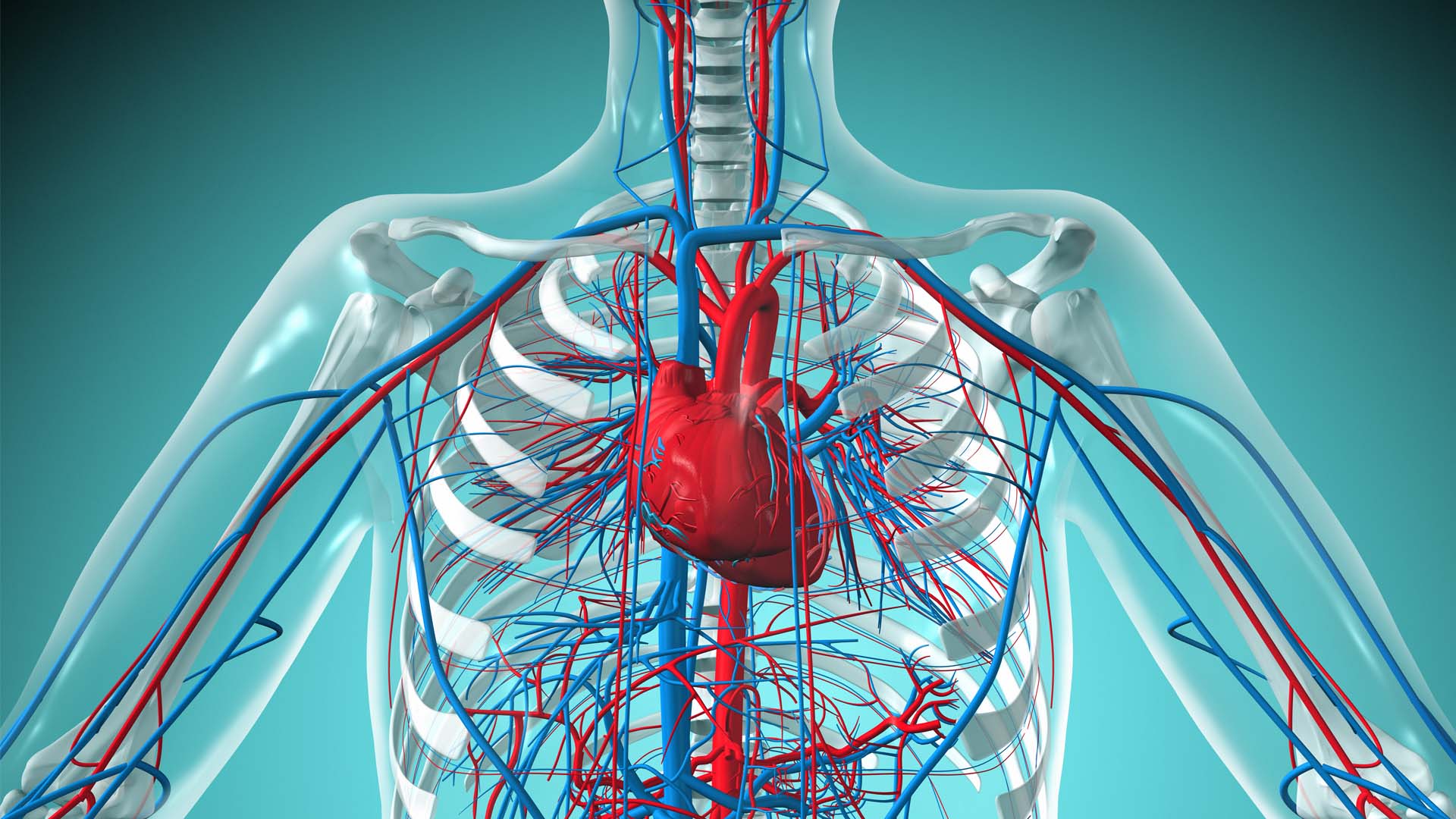 Identifying the Source of New Heart Vessels