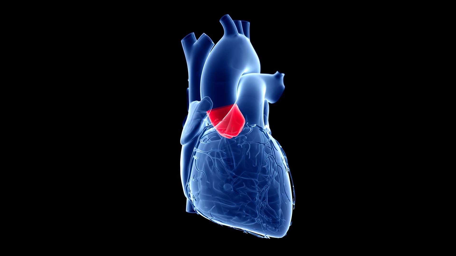 Identifying Therapeutic Targets for Heart Valve Defects