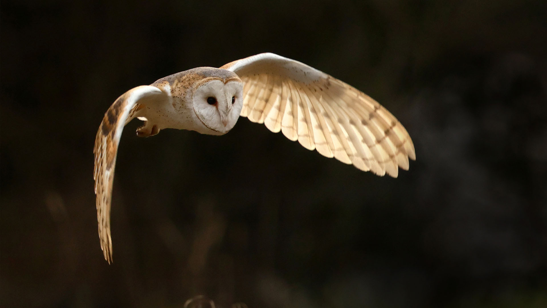 Probing the Auditory System of Owls