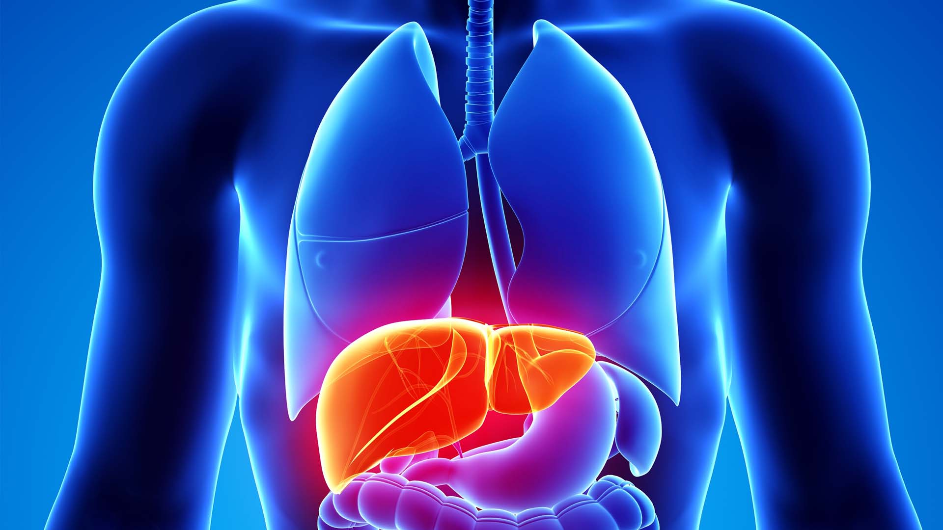 Mapping the Link Between Liver Function and Behavior
