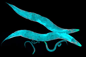 Studying Roundworms to Treat Alzheimer's