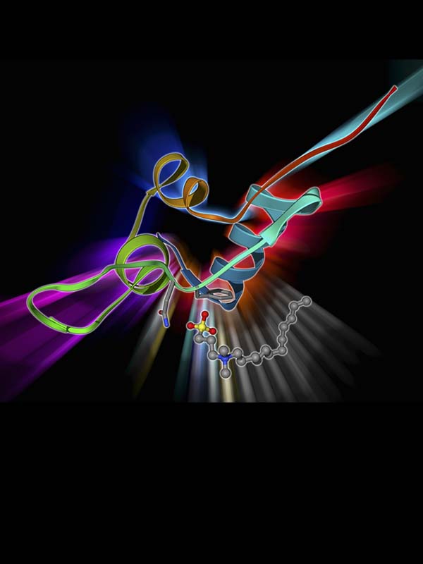 IGF-1 Hormone: Good for the Young but Bad for the Old