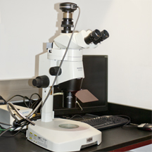 Microscope-Stereo
