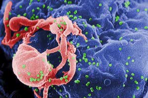 HIV virus adhering to gene surface