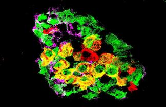 Pancreatic Islet